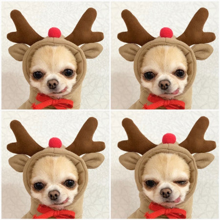 Dog Clothes For Small Dogs Hoodies Winter Warm Fleece Pet Clothing Costumes